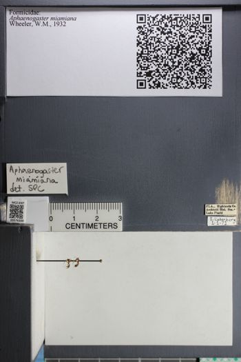 Media type: image;   Entomology 576300
